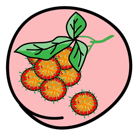 Fresh Fruits, A Cartoon Illustration Bunch of Fresh Red Rambutan in Pink Circle Frameのイラスト素材