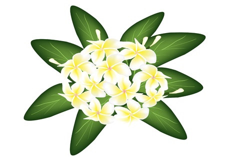 An Illustration of The Beautiful White Tropical Plumeria Frangipani Flowers with Green Leaves Overlay Isolated on White Backgroundのイラスト素材