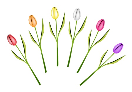 Beautiful Flower, An Illustration Collection of Lovely Spring Colorful Tulips Isolated on A White Backgroundのイラスト素材