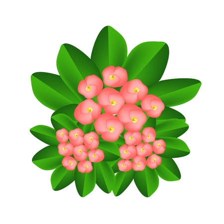 Beautiful Flower, An Illustration Group of Fresh Crown of Thorn or Euphorbia Milii Flowers on Green Leaves Isolated on A White Backgroundのイラスト素材