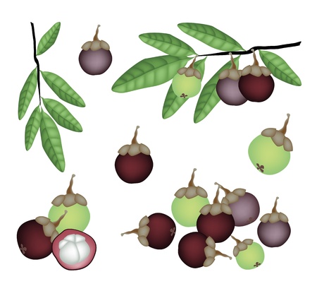 Fresh Fruits, An Illustration Collection of Fresh Ripe and Unripe Mangosteen with Green Leaves and Tree Branchのイラスト素材