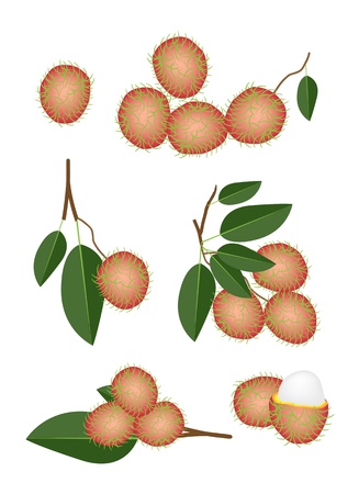 Fresh Fruits, An Illustration Collection of Fresh Red Rambutan and Green Leaves with Rambutan Bunchのイラスト素材