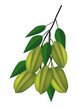 Fresh Fruits, An Illustration of Fresh Ripe Carambolas with Green Leaves Hanging on Tree Bunchのイラスト素材