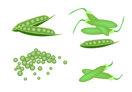 Vegetable, An Illustration Collection of Various Style Fresh Green Peas and Pea Pods Isolated on White Backgroundのイラスト素材