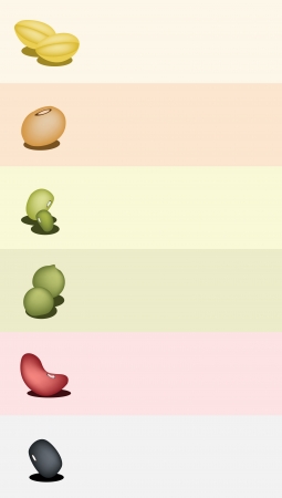 A Row of Different Dried Beans, Mung Bean, Kidney Bean, Black Eye Bean, Soy Bean and Yellow Split Peas on Colorful Backgroundのイラスト素材