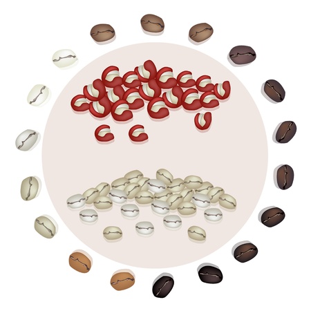 Coffee Time, An Illustration Various Kind of Roasted Coffee Bean Around Dry Coffee Cherries and Roasted Coffee Beans Isolated on White Backgroundのイラスト素材