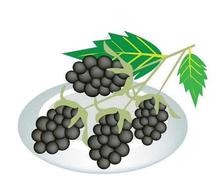 Fresh Fruits, An Illustration Collection of Delicious Fresh Blackberries With Green Leaves on A Beautiful white Dishのイラスト素材