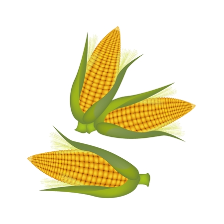 An Illustration of Fresh Ripe Sweet Corns with Green Husk and Golden Silk Isolated on A White Backgroundのイラスト素材