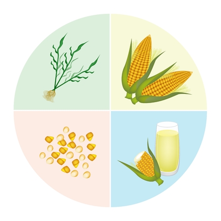 The Processing of Corn Production from Corn Seed into Corn Stalk, Fresh Corn and Corn Juice のイラスト素材
