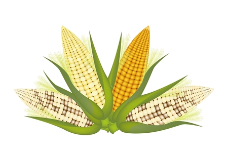 Three Different Colors of Fresh Corns with Green Husk and Golden Silk Isolated on A White Backgroundのイラスト素材