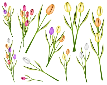 Beautiful Flower, An Illustration Collection of Lovely Spring Colorful Tulip Flowers and Tulip Bouquet Isolated on A White Backgroundのイラスト素材