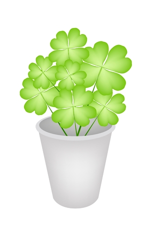 Symbols for Fortune and Luck, Illustration of Fresh Four Leaf Clover Plants or Shamrock in Flowerpot for St. Patricks Day Celebration and Garden Decoration.
のイラスト素材