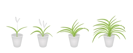 An Illustration Collection of Beautiful Dracaena Plant or White Orchid in Four Flowerpots for Garden Decoration.
のイラスト素材