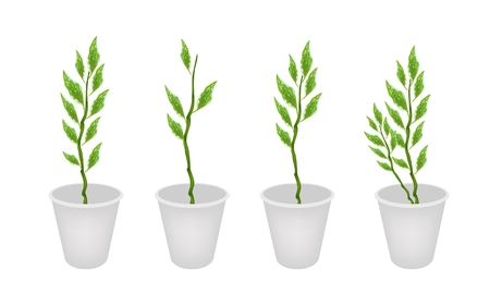 Ecological Concept, An Illustration Collection of Various Style Green Leaves of Pedilanthus Tithymaloides のイラスト素材