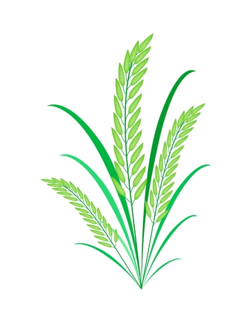 Environmental Concept, Vector Illustration of Fresh Rice Crop or Cereal Plants with Green Leaves Isolated on White Background のイラスト素材