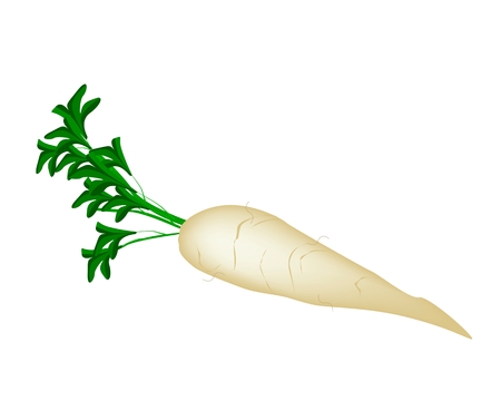 Vegetable, Vector Illustration of Fresh White Radish or Daikon Radish Isolated on White Background
のイラスト素材