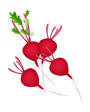 Vegetable, Vector Illustration of Stack of Fresh Radish or Red Beet with Leaves Isolated on White Background
のイラスト素材