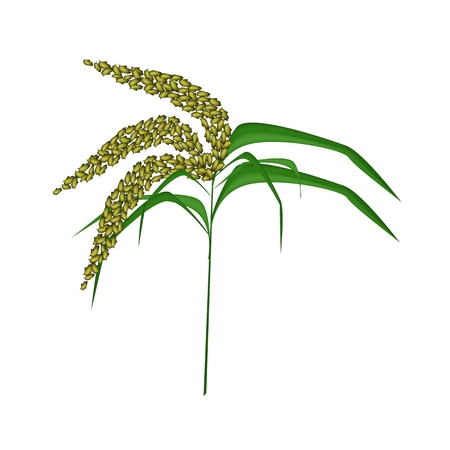 Environmental Concept, Vector Illustration of Green Unripe Millet Heads or Sorghums with Green Leaves Isolated on White Background.
のイラスト素材