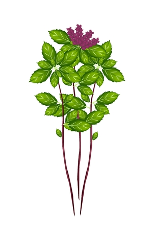 Vegetable and Herb, Vector Illustration of Fresh Thai Sweet Basil Plant with Beautiful Blossoms Used for Seasoning in Cooking.
のイラスト素材