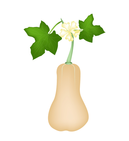 Vegetable and Herb, Illustration of Butternut Pumpkin or Butternut Squash with Fruits and Blossoms Hanging on A Vine Isolated on White Background のイラスト素材