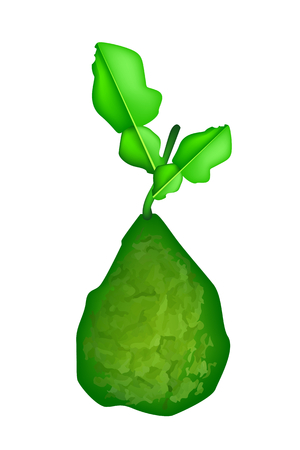 Vegetable and Herb, Vector Illustration of A Fresh Kaffir Lime or Bergamot Fruit with Green Leaves Isolated on White Background.
のイラスト素材