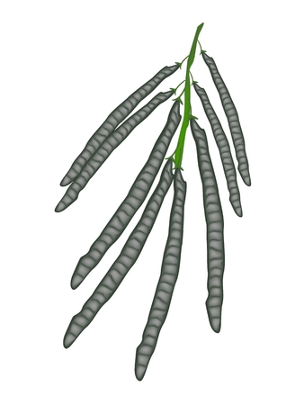 An Illustration of Ripe Mung Bean Pods Hanging on A Twig, Used in Both Sweet and Savory Recipes.
のイラスト素材