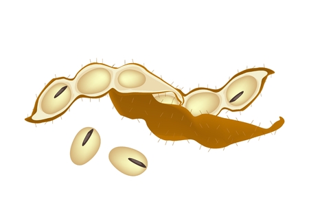 Vegetable and Fruit, A Stack of Dried Soybean or Edamame Pods, Good Source of Dietary Fiber, Vitamins and Minerals.
のイラスト素材