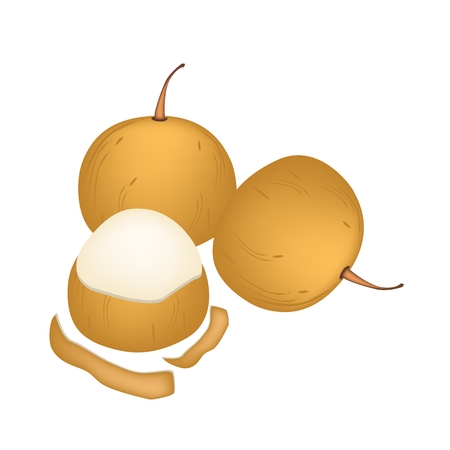 Fruit, An Illustration of Sandoricum Koetjape, Santol or Krathon A Tropical Fruit in Southeast Asia Isolated on A White Background.
のイラスト素材