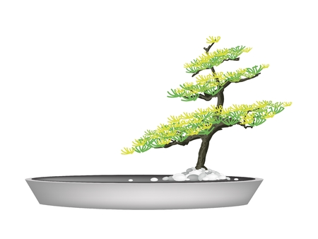 Houseplant, Illustration of A Beautiful Bonsai Fir Tree in Flowerpots for Garden Decoration.のイラスト素材