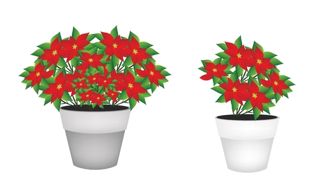 Illustration of Christmas Poinsettia Flower in A Flowerpot Isolated on White Background, for Garden Decorationのイラスト素材