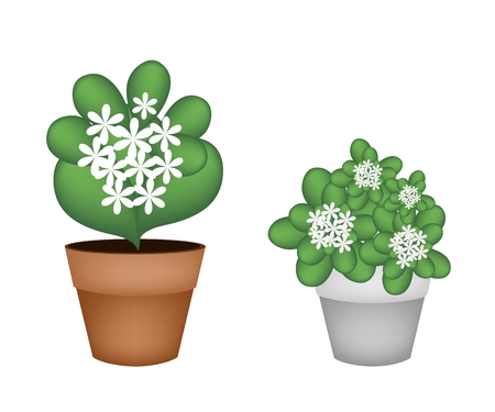 Flower and Plant, Illustration of Jasmine Flowers and Jasmine Plants in Two Flowerpot for Garden Decoration.のイラスト素材