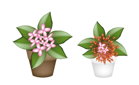 Beautiful Flower, Illustration of Two Fresh Pink and Red Ixora Flowers on Green Leaves in Terracotta Flower Pots for Garden Decoration.のイラスト素材