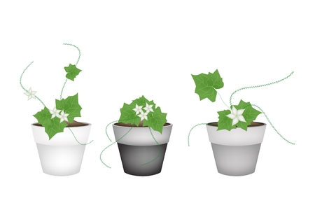 Vegetable and Herb, Illustration of Three Coccinia Grandis or Ivy Gourd with Yellow Blossom in Terracotta Flower Pots for Garden Decoration.のイラスト素材