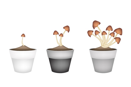 Vegetable, Illustration of Three Straw Mushrooms on Brown Straw in Terracotta Flower Pots for Garden Decoration.のイラスト素材