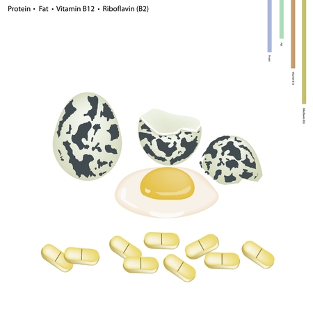 Healthcare Concept, Illustration of Quail Eggs with Protein, Fat, Vitamin B12, Riboflavin or Vitamin B2, Essential Nutrient for Life.のイラスト素材