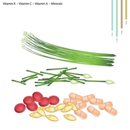Healthcare Concept, Illustration of Garlic Chives with Vitamin K, Vitamin C, Vitamin A, Folate or B9, Minerals Tablet, Essential Nutrient for Life.のイラスト素材