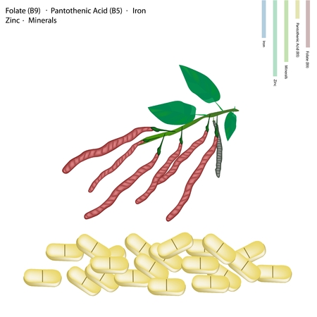 Healthcare Concept, Illustration of Kidney Bean Pods with Folate B9, Pantothenic Acid B5, Iron, Manganese, Zinc and Minerals Tablet, Essential Nutrient for Life.のイラスト素材