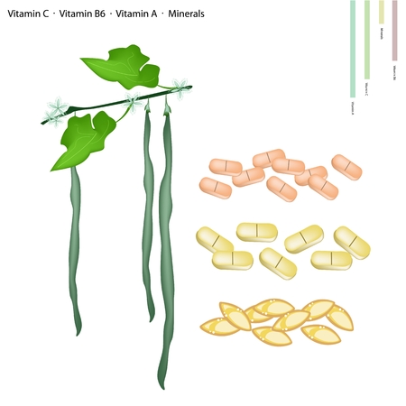 Healthcare Concept, Snake Gourd or Trichosanthes Cucumerina with Vitamin C, Vitamin B6, Vitamin A and Minerals Tablet, Essential Nutrient for Lifeのイラスト素材