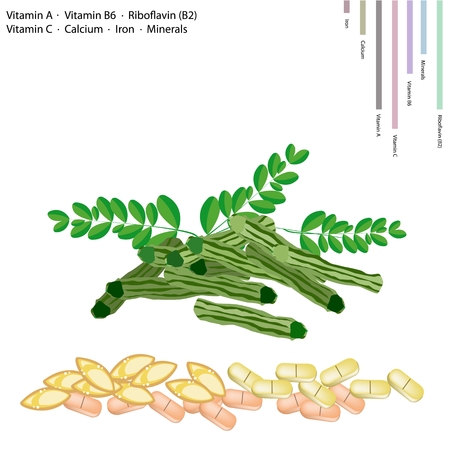 Healthcare Concept, Illustration of Moringa Pods with Vitamin A, Vitamin B6, Riboflavin or B2, Vitamin C, Calcium, Iron, Minerals, Essential Nutrient for Life.のイラスト素材