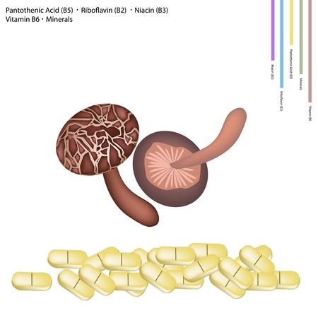 Healthcare Concept Shiitake Mushrooms or Lentinula Edodes Mushrooms with Pantothenic Acid B5 Riboflavin B2 Niacin B3 Vitamin B6 and Minerals Tablet.のイラスト素材