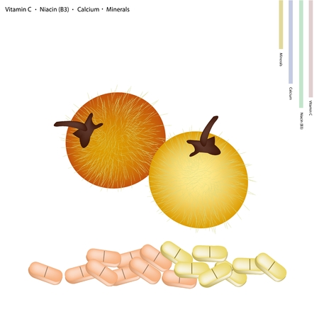 Healthcare Concept, Fresh Solanum Stramonifolium Jacq Fruits with Vitamin C, Niacin or B3, Calcium and Minerals Tablet, Essential Nutrient for Life.のイラスト素材