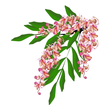 Beautiful Flower, Illustration Pink Color of Cassia Fistula, Wishing Tree or Pink Shower Flower Isolated on White Backgroundのイラスト素材
