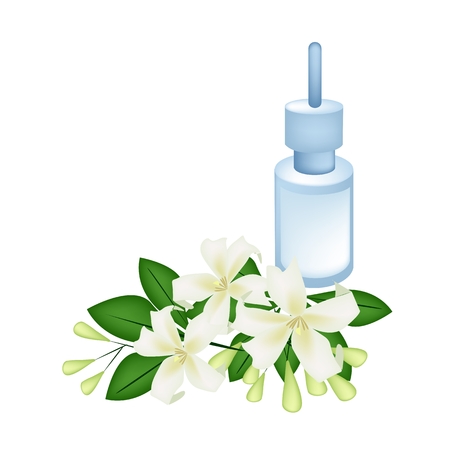 Beautiful Flower, Illustration of Orange Jessamine or Mock Orange Flowers with Essential Oil Isolated on A White Backgroundのイラスト素材