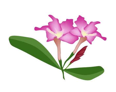 Beautiful Flower, Illustration of Pink Desert Rose Flower or Pink Bignonia Flower with Green Leaves Isolated on White Background.のイラスト素材