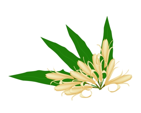 Beautiful Flower, Illustration of Yellow Michelia Alba Flower or Michelia Champaca Flower with Green Leaves and Fruits on Tree Branch.のイラスト素材