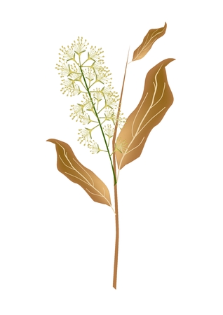 Beautiful Flower, Illustration of White Combretum Flower or Combretum Latifolium Flower on Tree Branch Isolated on White Background.のイラスト素材