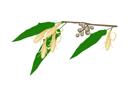 Beautiful Flower, Illustration of Yellow Michelia Alba Flower or Michelia Champaca Flower with Green Leaves and Fruits on A Branch.のイラスト素材
