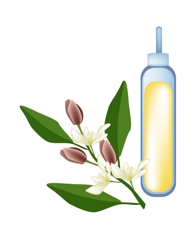 Beautiful Flower, Illustration of Wine Magnolia Flower or Magnolia Figo Flower with Green Leaves on A Branch.のイラスト素材