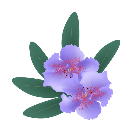 Beautiful Flower, Illustration of Purple Rhododendron Ponticum Flowers with Green Leaves Isolated on A White Background.のイラスト素材