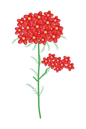 Beautiful Flower, Illustration of Red Yarrow Flowers or Achillea Millefolium Flowers with Green Leaves Isolated on White Background.のイラスト素材